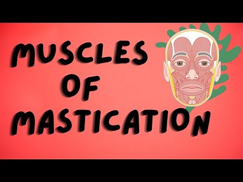 MUSCLES OF MASTICATION | ANATOMY, FUNCTION, INSERTION, ORIGIN, NERVE SUPPLY AND BLOOD SUPPLY