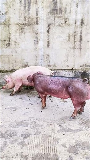 The lizard is relieving its itch@ 74