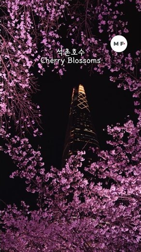 💕 고백 각 나오는 봄밤 데이트ㅣ석촌호수 야간 벚꽃 핑크빛 조명 #석촌호수 #석촌호수벚꽃 #야간벚꽃 #벚꽃축제 #봄데이트