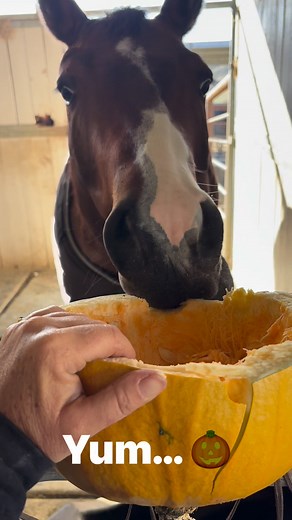 Thanks for the pumpkins Brenda! | Katy Negranti