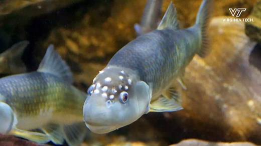 15K views · 134 reactions | Meet the bluehead chub: a tiny fish with a big impact.  This minnow is a master builder, constructing massive pebble nests that support entire ecosystems. Virginia Tech research is exploring how they to human-caused environmental changes. | Virginia Tech | Facebook