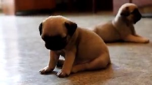 10M views · 18K reactions | Pug puppy falling asleep - very funny!! | BuzzSharer Pugs | Facebook