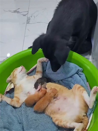 ♥️♥️♥️ #animals #catlover #catsoftiktok #cat #react