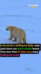 Polar bears | Knowledge Hub