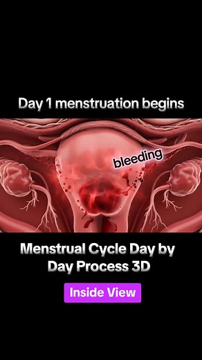 Menstrual Cycle Explained Day by Day in 3D