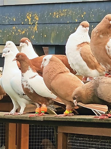 Dr.Khalili (@dr.khalili5)’s videos with Originalton - Queen Beauty 👸👸🇦🇫🇦🇫