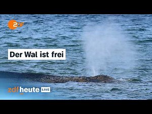 Whale escapes at Timmendorfer Strand: Here's what happens next | ZDFheute Live