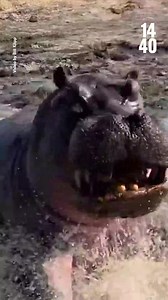 49K views · 384 reactions | Wildlife photographers Bill and Linda Kilpp had a harrowing encounter with a charging hippo during their African safari in Botswana's Okavango Delta last month. Watch to see the hippo up close 鍊 #Hippo #WildlifePhotography #Botswana #Join1440 | 1440 | Facebook