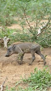 Warthog Mother Protecting Her Piglets | Animals voice