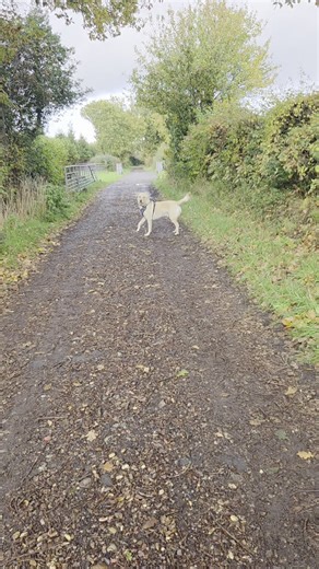 2.7K views · 31 reactions | I love how all the doggies have their own little excited quirks for when they see us 殺 This is Freddies  | Animal Instinct | Facebook