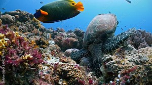 Underwater shot of Hawksbill Turtle eating corals and sponges as other brightly coloured tropical fish swim around it eating scraps of food
