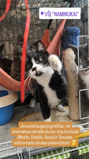 Modžo, Džodžo, Buba ir Simukas #naminukai_animalshelter #naminukukaciukambarelis #naminukai #cats #adoptme #ieskonamu | VšĮ "Naminukai"