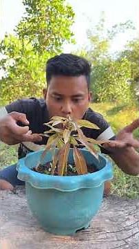 Simple Mango Tree Grafting with Orange 🍊🥭 | Increase Fruit Production Fast (Easy Method)
