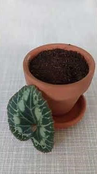 Cyclamen propagation by leaves? | day 1 | #cyclamen