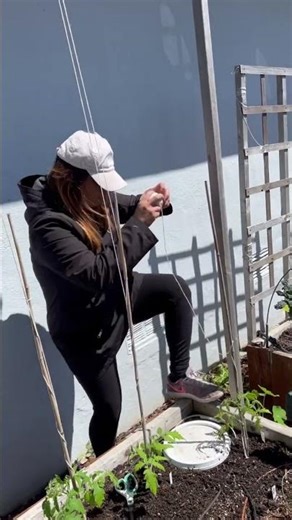 String Trellis. The best method to support tomato plants #gardening #backyardgarden