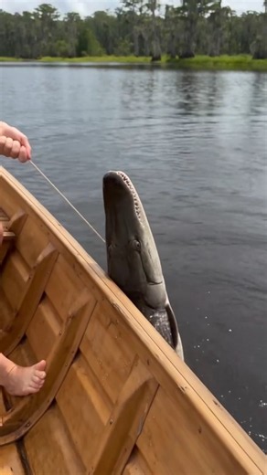 This Alligator Gar Is HUGE! 😱🎣🔥#lakefishing #fishing #alligatorgar