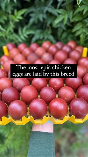 Alchemist Farm & Franchesca Duval Humane Chicken Hatchery🌿🐣🌿 on Instagram: "🌿The French Blue Cooper Marans🌿 . We searched high and low for a line of French Blue Copper Marans that would lay as dark as the French Black Cooper Marans and this is the second year we are offering this special line of birds to the world. 🌿 These birds are next level gorgeous with incredible feathering, stunningly dark colored eggs and such amazing personalities. 🌿 Easy on the eyes and landscape, these birds are