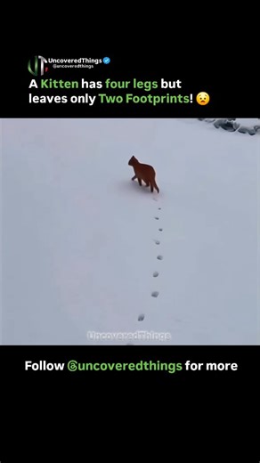 UNCOVERED THINGS on Instagram: "🐾 The Snow Tracks Mystery: Why Cats Leave a Perfect Single-File Trail! ❄️ A cat has four legs… so why do you often see only two perfect tracks in the snow? 🤔❄️ Because cats are stealth masters! 🐈‍⬛✨ They use a “direct register” walk, placing their back paws exactly where their front paws landed — saving energy, staying silent, and creating those mysterious single-line pawprints. 🐾 Have you spotted this trail trick before? Tag a cat lover who would find this fa