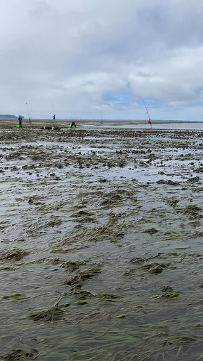 Why is Willapa Bay the cleanest estuary in the 🇺🇸? | Goose Point Oysters