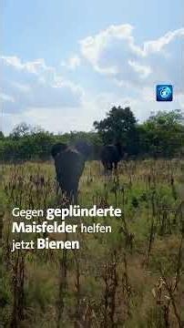 100 Jahre Kruger-Nationalpark #südafrika #krugerpark #elefanten #nachrichten #tagesschau