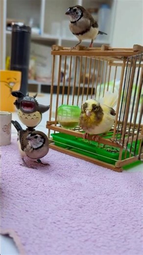 Wait for the Happy Dance 🕺🕺🕺#birdfeeding #birddance #pets