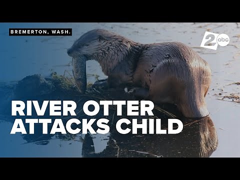 River otter attacks, drags young child underwater at Bremerton Marina
