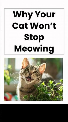 Why your cat won't stop meowing