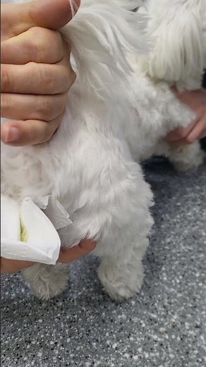 #강아지 항문낭 짜는 방법