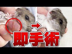 Risk of death! The consequences of a hamster's cheek pouches protruding... Vol.34