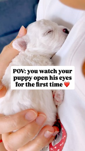 THE BICHON BABIES ☁️🤍🎀 on Instagram: "so blessed to witness this 💓 follow us for daily puppy updates and to join our bichon family! ☁️💕 three of our babies have opened their eyes! 🥹 can’t wait to show you 💗 these have truly been some of the most beautiful days of our life, thank you for letting us share our bichon family’s journey with you all! ☁️🤍☁️🤍 #babybichon #bichonbabies #cutebichon #precious #preciousmoments❤️ #puppy #cute #adorable #adorablepuppy #newbornpuppies #puppylove #puppy