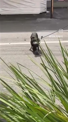 PAPARAZZI #trending #ADVENTURE #follower #fyp #views #minipig #pigfeed #viral #pets #creator