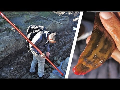 Saltwater PUDDLE STICK Fishing for Slimy Eels!