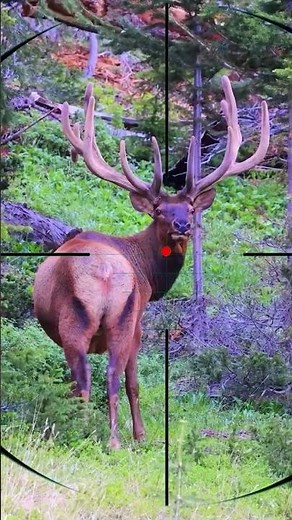 Roe deer hunting | Caccia al capriolo | Chasse au chevreuil