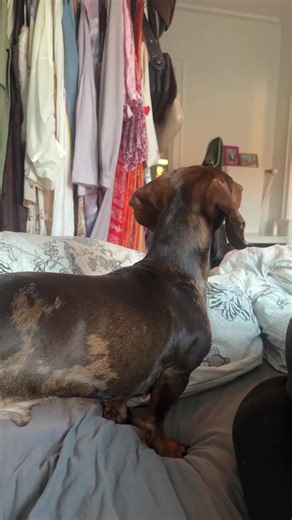 Meet Cooper everyone #daschund #dogtok