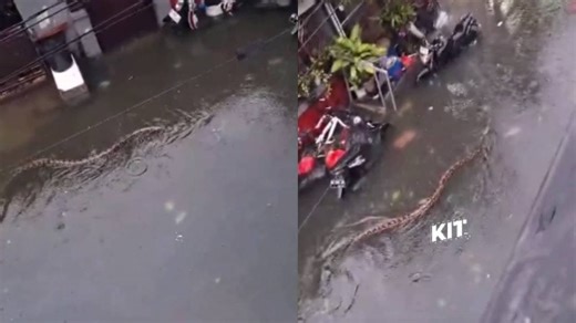 തെരുവിലൂടെ ഒഴുകിനീങ്ങുന്ന കൂറ്റൻ മലമ്പാമ്പുകൾ, വെള്ളപ്പൊക്കത്തിനിടെ ബാലിയിൽ നിന്നും ഭയപ്പെടുത്തുന്ന കാഴ്ച