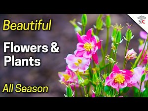 Easy Way to Fertilize Shrubs, Trees & Flowers