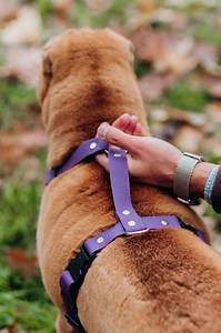 Waterproof PVC Dog Harness, Adjustable, With Quick Release Buckle - Etsy