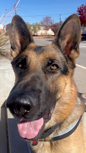 15K views · 919 reactions | Fire Drill Practice at the high school I work at. Safely evacuated 500 students, teachers, staff, and one service dog. ‍了 #safety #firedrill #gsd #servicedog | Be Like Wulf GSD | Facebook