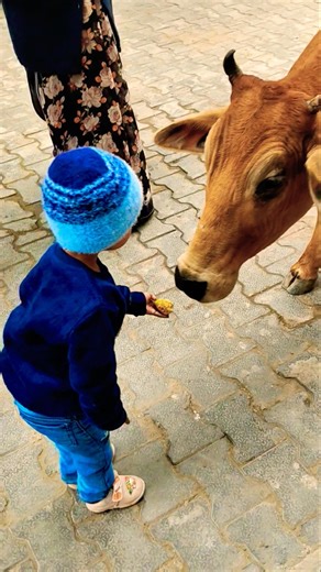 Unlikely friends: a Calf and a Golden Retriever Share Biscuits! 🐶🐮 #shorts #youtubeshorts #calf #dog