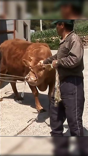 Dog And Cow Friendship 😮
