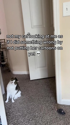 The Hoobs: Cat Watching TV Adventures