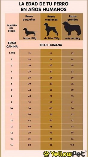 Edad de tu perro: Cómo calcularla en años humanos