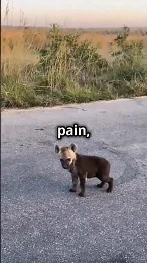 Why Hyenas Suffer So Much Giving Birth 😲