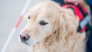 How to tell a service dog from a fake: 5 things you need to know