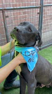 Zeus 8 month old puppy Zeus is good with cats, kids and dogs large and small . He is crate trained House trained Www.azmastiffrescue.com | AZ Mastiff Rescue