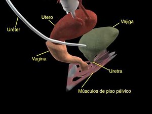 Incontinencia Urinaria de Esfuerzo - Visualización anatómica en 3D