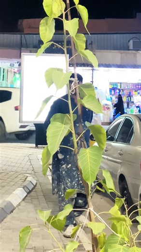 Embracing Late Night Work for Success