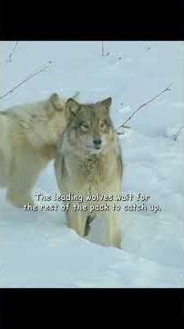How wolves hunt in a pack #shorts #animals # wildlife