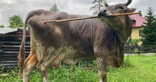 Video shows cow using a brush to scratch its back in first described case of tool use in cattle