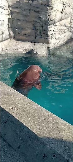walrus swimming at the Indianapolis zoo #walrus #indianapoliszoo #animal
